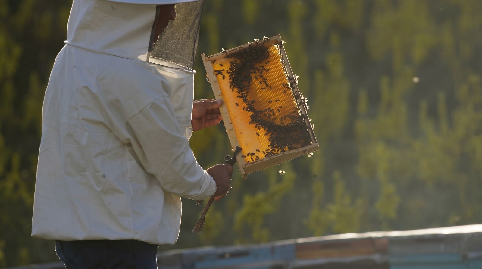 Our beekeeper lifting a frame of honeycomb at golden hour