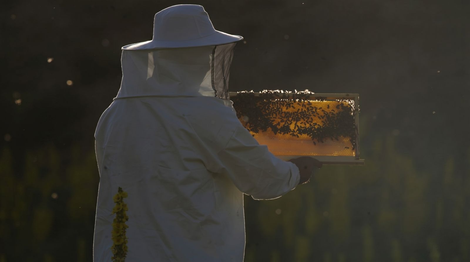 Working the hives in the Bingöl highlands